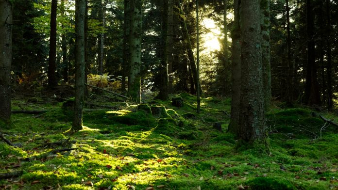 environment forest
